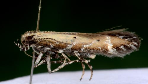 Réf. 352 185 : Aristotelia brizella